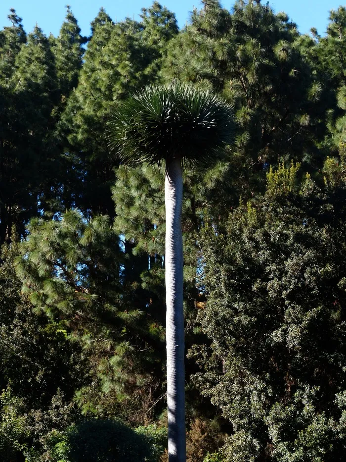 龙树，部落，日志，棕榈，树，棕榈树，植物
