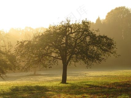 果园，苹果树，树，草地，Morgenstimmung，阴霾