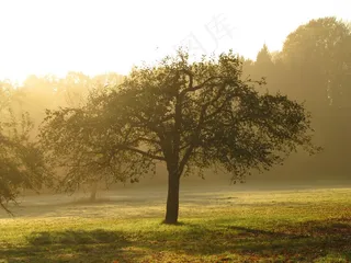 果园，苹果树，树，草地，Morgenstimmung，阴霾