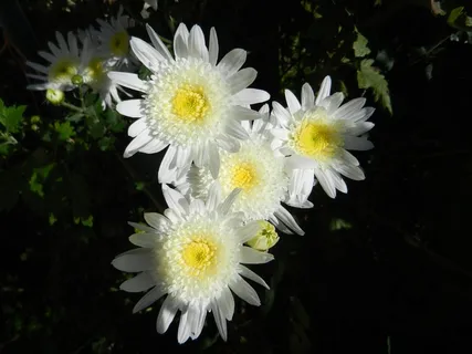 鲜花,花园,自然,白 鲜花,花园,自然,白