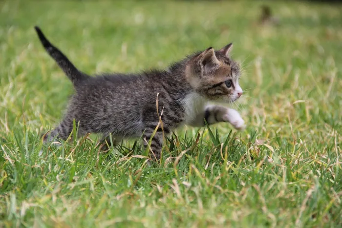 小猫，猫，猫的，宠物，动物，加塔猫，灰色，动物群