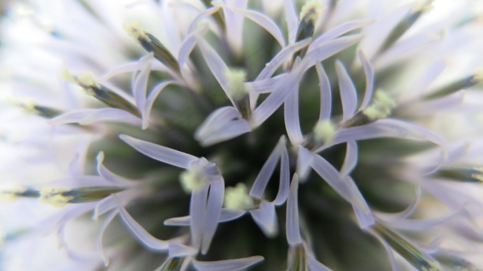 环球蓟，蓟，开花，宏