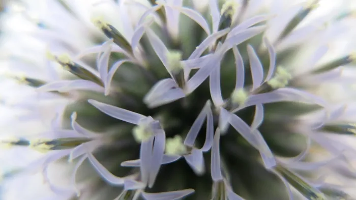 环球蓟，蓟，开花，宏