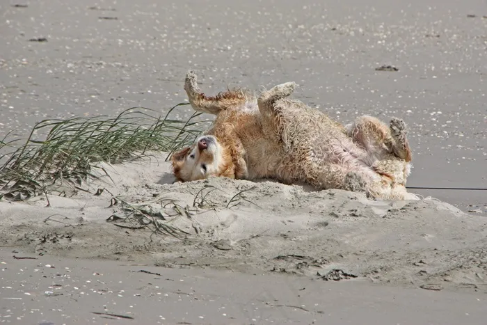 北海，狗，金毛猎犬，玩