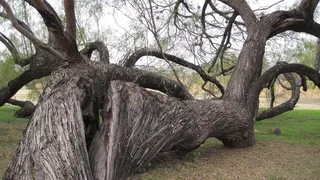 树，有机，农业，户外，环境