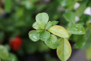 日本樱桃，叶子，树，绿色