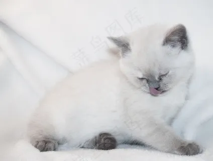 猫，小猫，小狗，白色，动物，宠物，小猫，蓬松