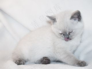 猫，小猫，小狗，白色，动物，宠物，小猫，蓬松