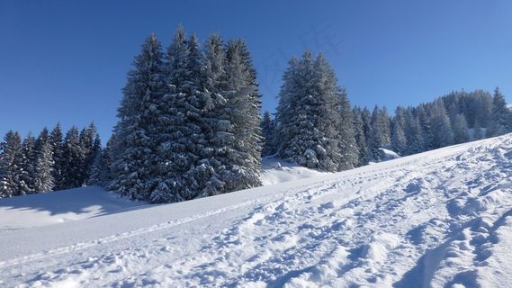 阿尔高,绿化,冬天,雪,太阳,冷,弗罗斯特 阿尔高,绿化,冬天,雪,太阳,冷,弗罗斯特