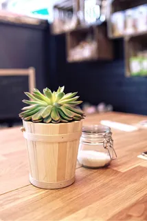 盆栽植物,小盆栽,多肉植物,盆,室内盆栽植物,桌上种植 盆栽植物,小盆栽,多肉植物,盆,室内盆栽植物,桌上种植