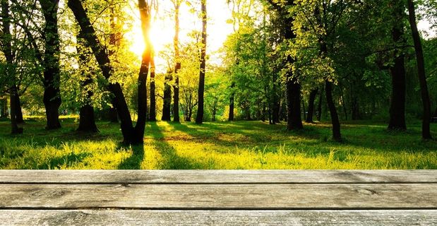 背景，木材，森林，演示文稿，壁纸