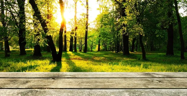 背景，木材，森林，演示文稿，壁纸