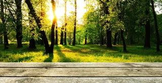 背景，木材，森林，演示文稿，壁纸