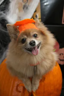 狗,万圣节,服装,假期,乐趣,南瓜,绝招 狗,万圣节,服装,假期,乐趣,南瓜,绝招