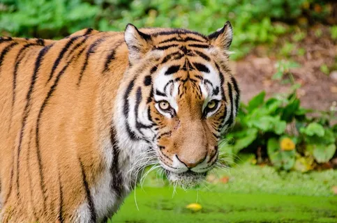虎,寻找,大猫,猫科动物,野生动物,自然,动物园 虎,寻找,大猫,猫科动物,野生动物,自然,动物园