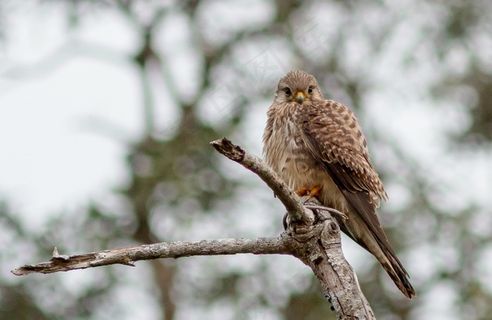 鹰，德黑兰的罗恩·凯斯，鸟类