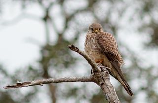 鹰，德黑兰的罗恩·凯斯，鸟类