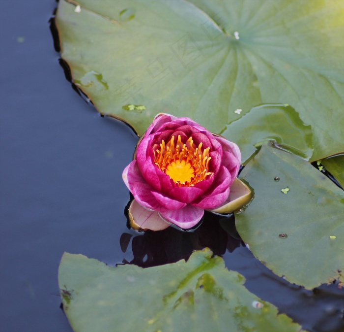 睡莲，花，水，池，有，粉红色，美丽
