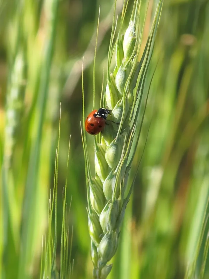 Sarantontón，瓢虫，动物，昆虫，自然，宏