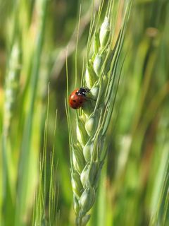 Sarantontón，瓢虫，动物，昆虫，自然，宏