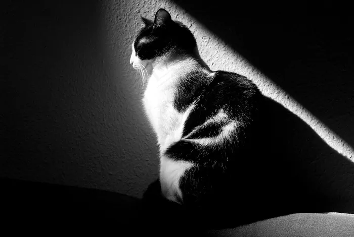 猫，黑色和白色，动物，黑色