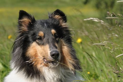 狗,牧羊犬,毛皮,动物,宠物,动物肖像,视图 狗,牧羊犬,毛皮,动物,宠物,动物肖像,视图