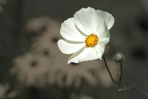 花,鲜花,性质,植物,春天,黑色,白 花,鲜花,性质,植物,春天,黑色,白