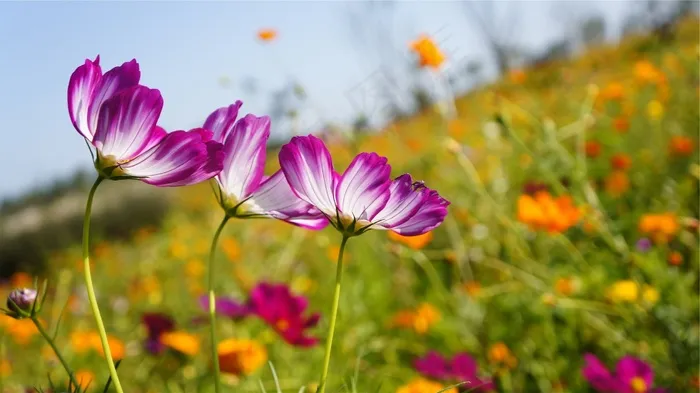 鲜花，花园，开花，自然，春，夏天