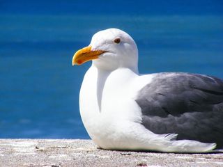 海鸥，鸟，羽毛，水，海洋，海鸥，太平洋