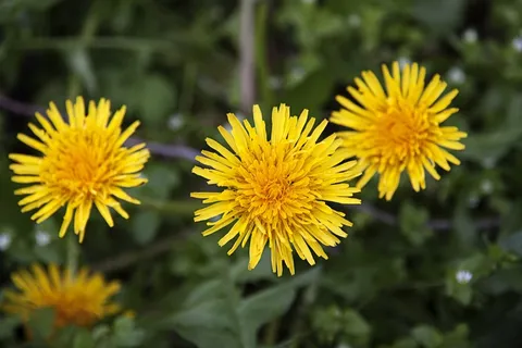 蒲公英，黄色，愈合