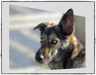 狗，竞赛，动物，棕色，宠物，骄傲，雄性，毛皮