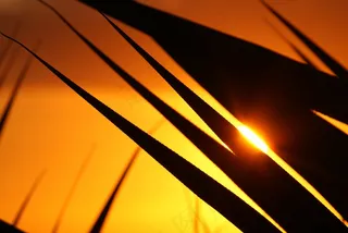 叶子，日落，会议，太阳，海洋，黄色，橙色