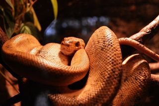 眼镜蛇，自然，动物世界，生态，动物，动物