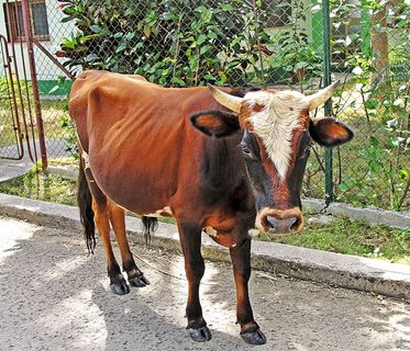 黄牛,女孩,美女,耕牛,合照,牛在大街上的肖像