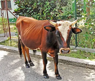 黄牛,女孩,美女,耕牛,合照,牛在大街上的肖像