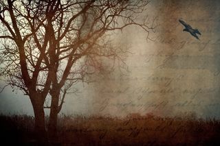 景观，性质，树，鸟飞，乌鸦，方式，令人沮丧，字体