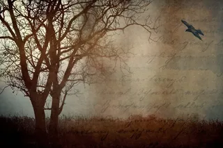 景观，性质，树，鸟飞，乌鸦，方式，令人沮丧，字体