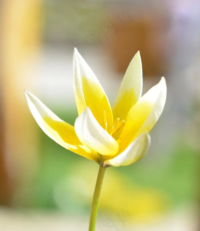 小明星郁金香，明星郁金香，花，开花，盛开