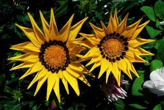 黄色小睡菜，毛毛虫，昆虫，春天的花朵