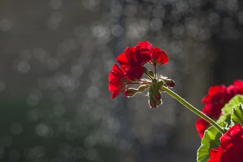 花卉，背景，黑色，黑暗，红色天竺葵，花园