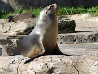 长袍，海狮Otarriinae，动物