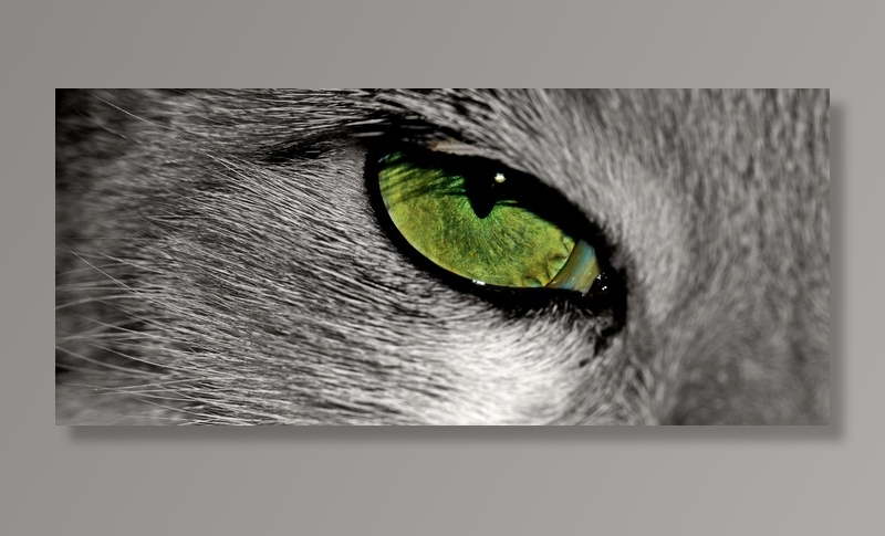 猫，动物，猫的眼睛，眼，宠物，动物肖像，虹膜