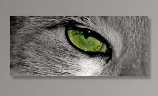 猫，动物，猫的眼睛，眼，宠物，动物肖像，虹膜