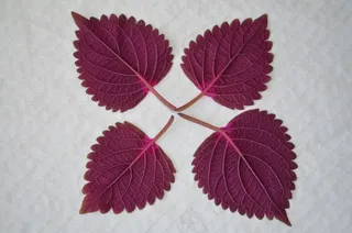 叶子，自然，自然，植物，叶子，花园，花的