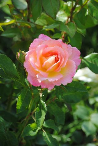 玫瑰，开花，花，粉红色