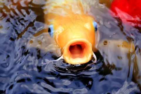 鱼，锦鲤，水，池塘，日语，亚洲，黄色