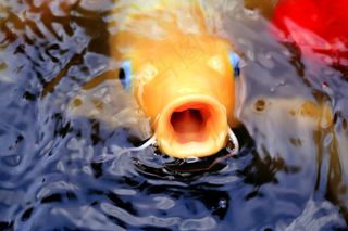 鱼，锦鲤，水，池塘，日语，亚洲，黄色