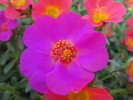 公园，花，花园，植物，紫色