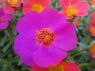 公园，花，花园，植物，紫色