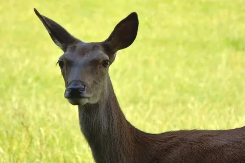 母鹿，红鹿，野生，森林，森林动物，自然
